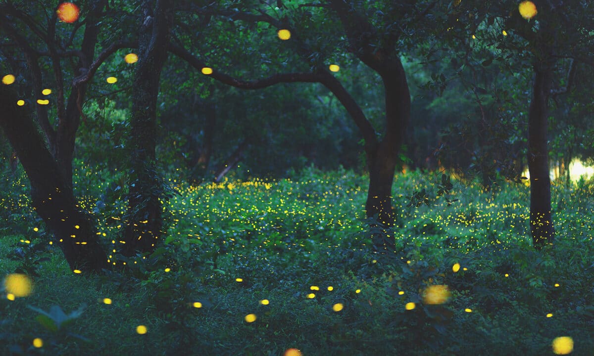 Fireflies in the forest at night