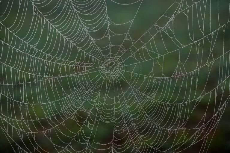 A dew covered spider web in the woods