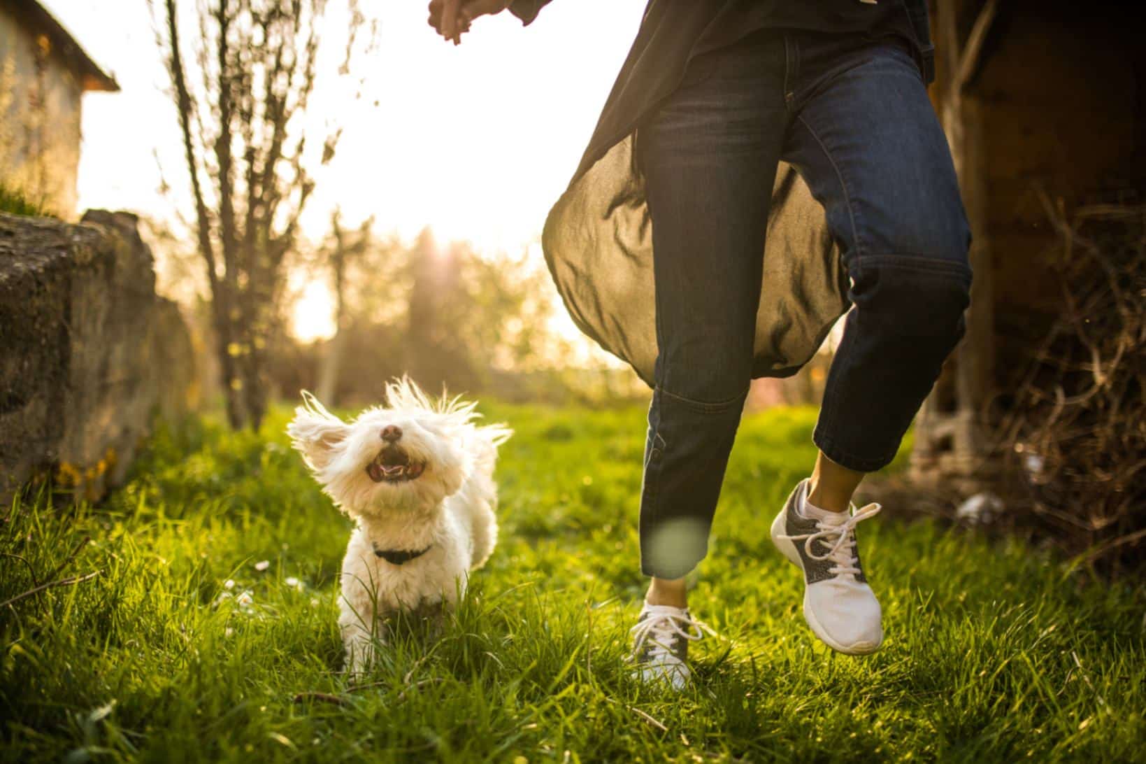 Promoting Responsible Pet Ownership: Tips for Happy And Healthy Pets  
