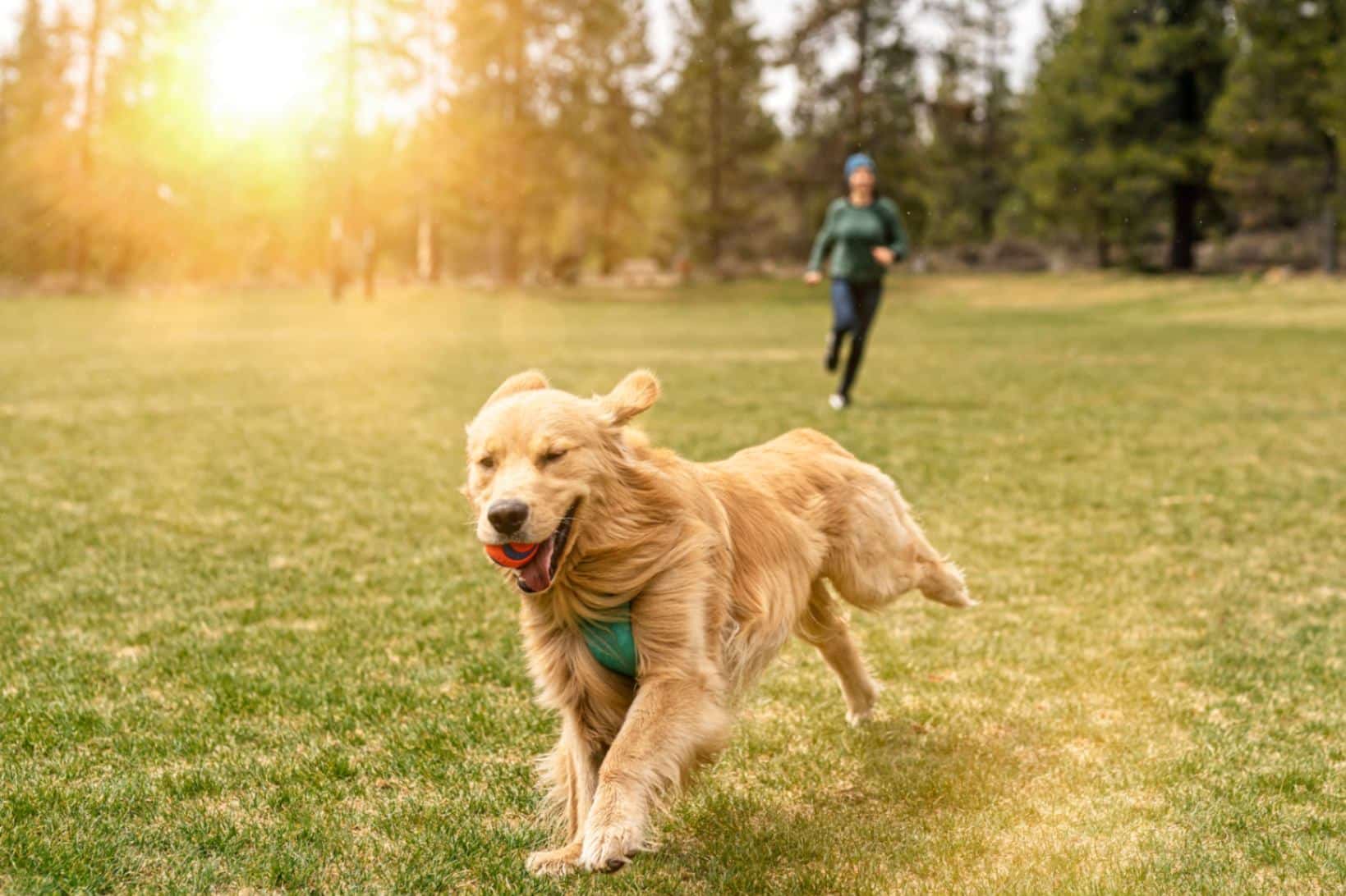 Dog Walking: The Health Benefits of Walks with Your Dog 