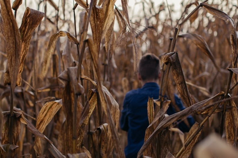 traumatised child sitting alone in a field of corn