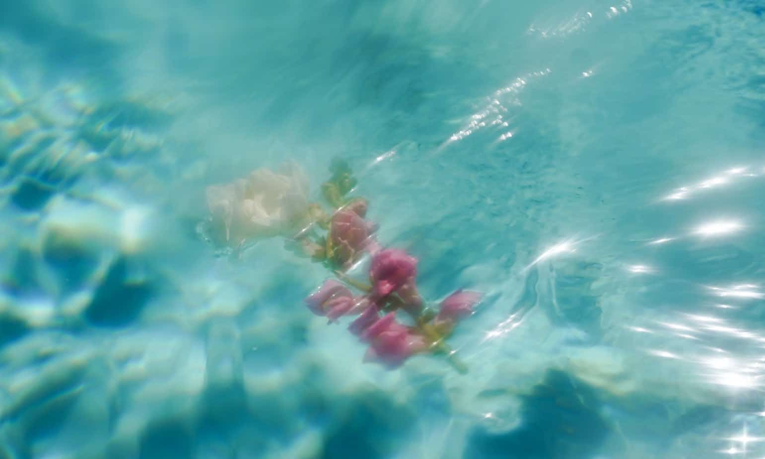 Rose floating in a pool