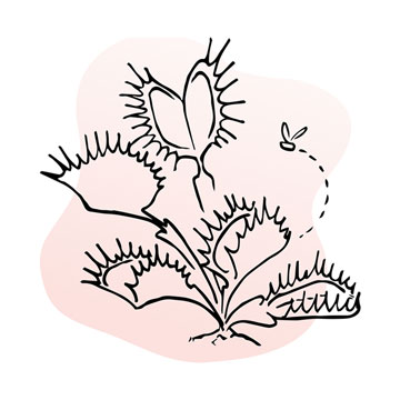 Venus flytrap illustration