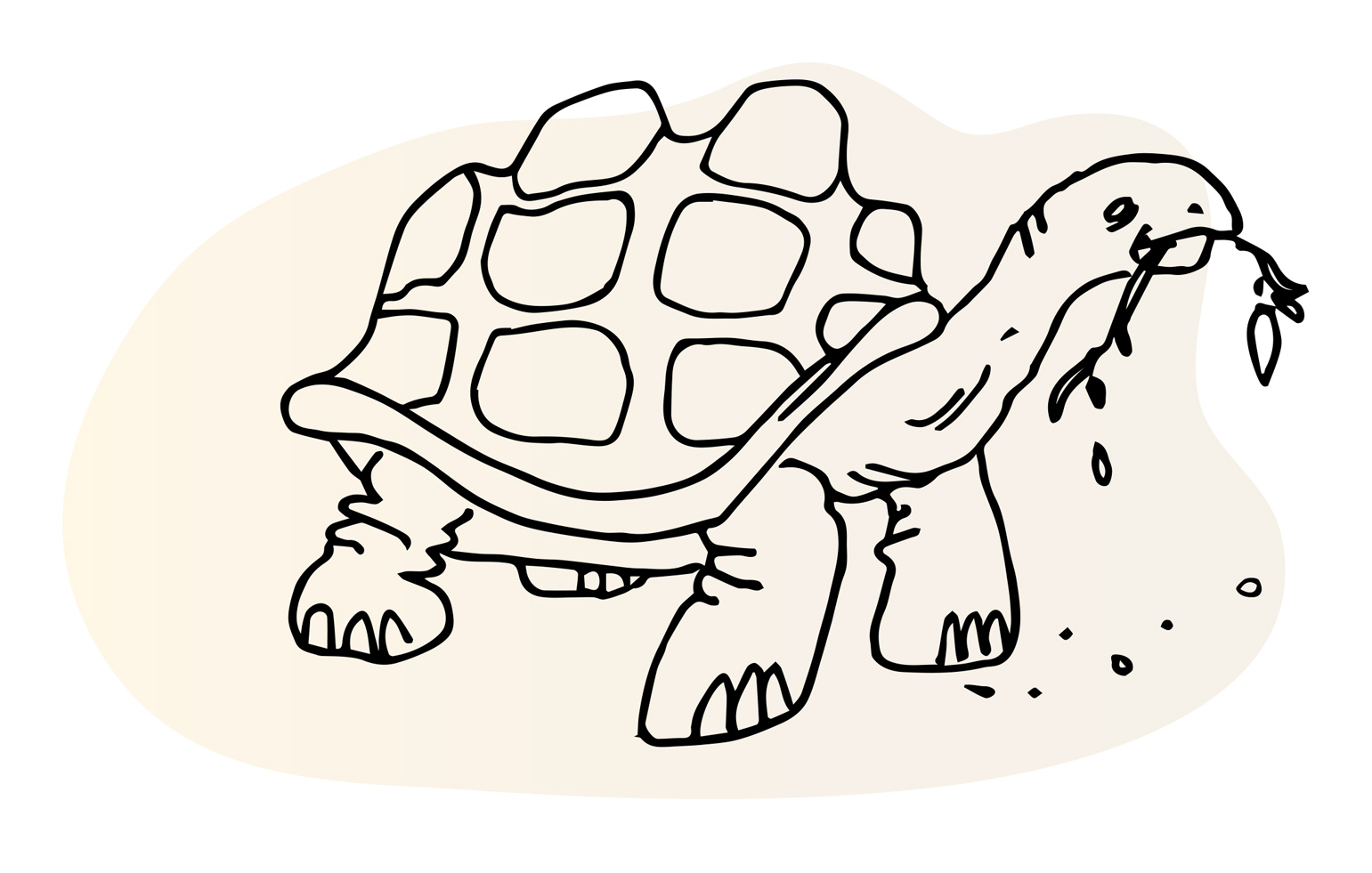 Line illustration of turtle with a sprig in its mouth, chewing