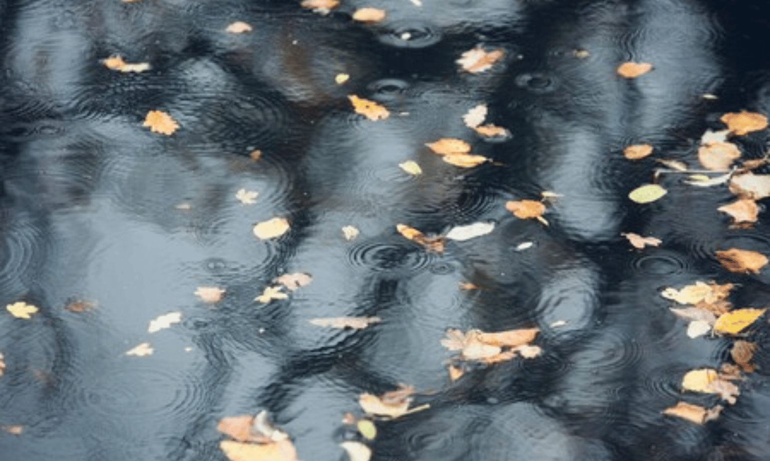 Big Autumn leaves floating on water