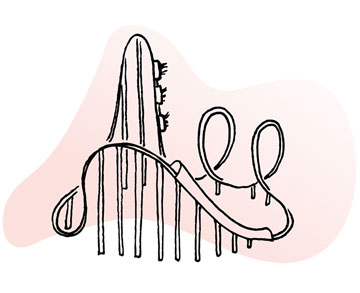 Line illustration of roller coaster, cars plunging down near-vertical track towards loop-de-loops, riders' arms raised high