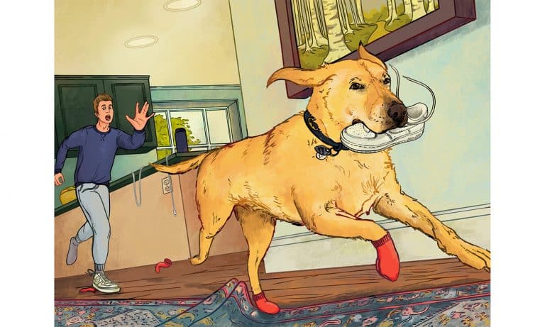 Illustration, teen boy playfully chasing dog that has boy's shoe in his mouth