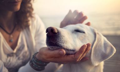 Closeup of dog's face, its chin tilted upward and eyes closed while being affectionately caressed by the hands of a woman