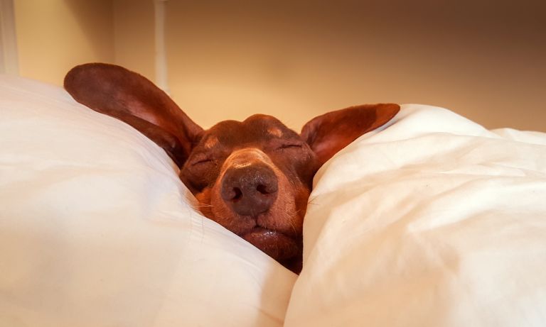 Basset hound asleep on masters' bed, its head supported by a billowy comforter, an ear flopped outward in each direction