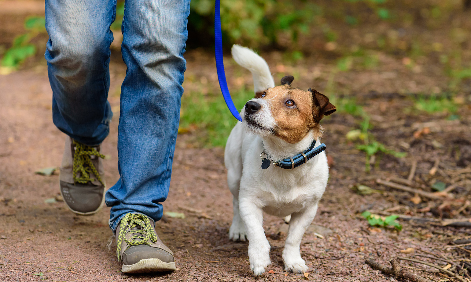 Jack Russell Terrier being walked through forest along path