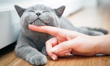 Gray cat with eyes closed, its chin tilted up as a woman's finger scratches underneath it