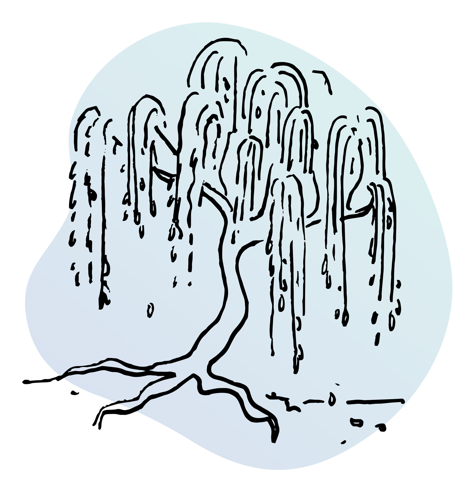 Line illustration of weeping willow tree