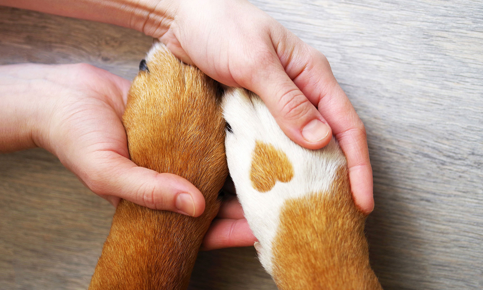 Human hands cradling pair of large, mostly-tan-colored dog paws, one paw with heart-shaped gap in white patch