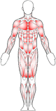 Žmogaus kūno, kontūrų ir raumenų diagrama