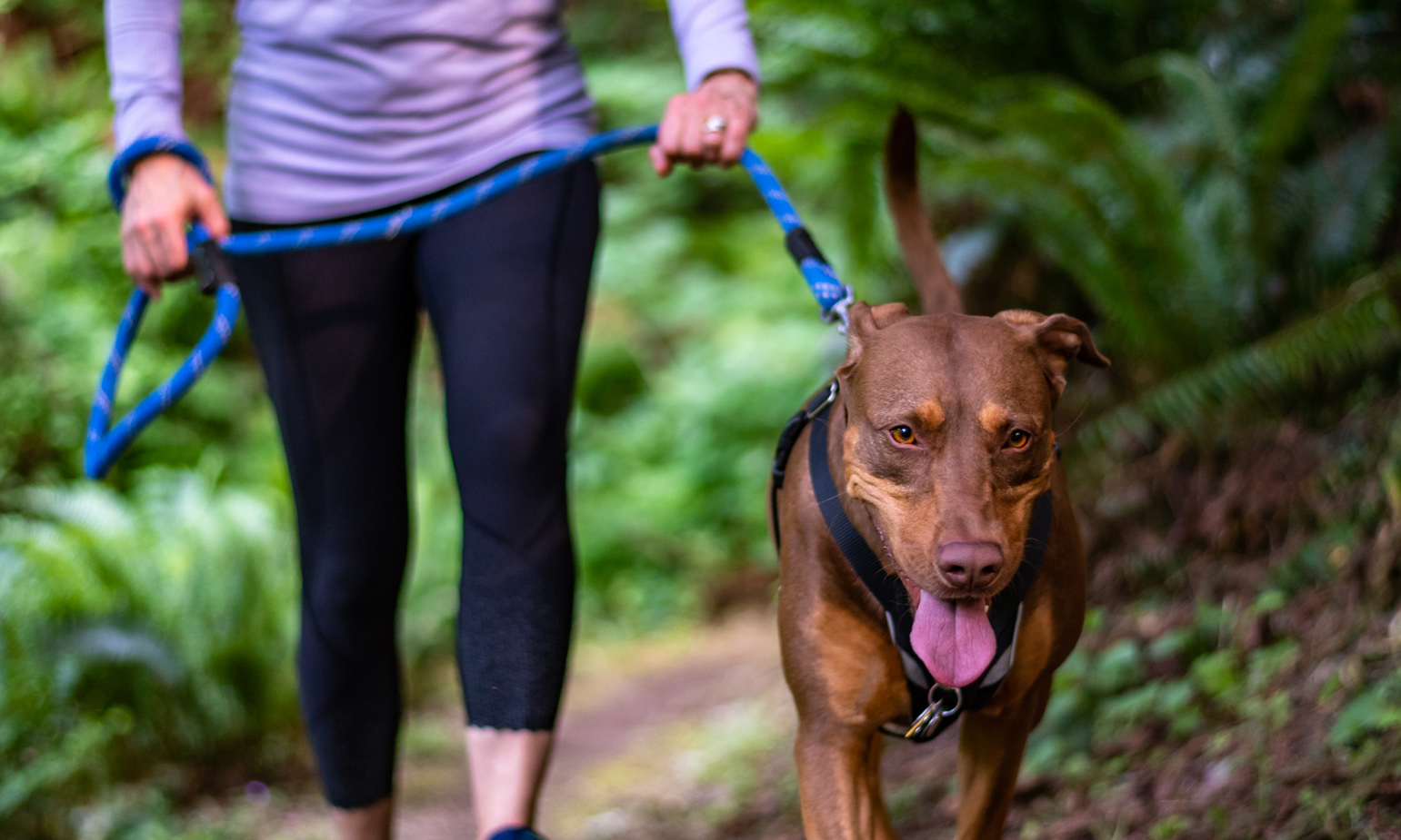 Athletic dog in foreground being walked by woman in outdoor athletic attire as they hike along path through forest