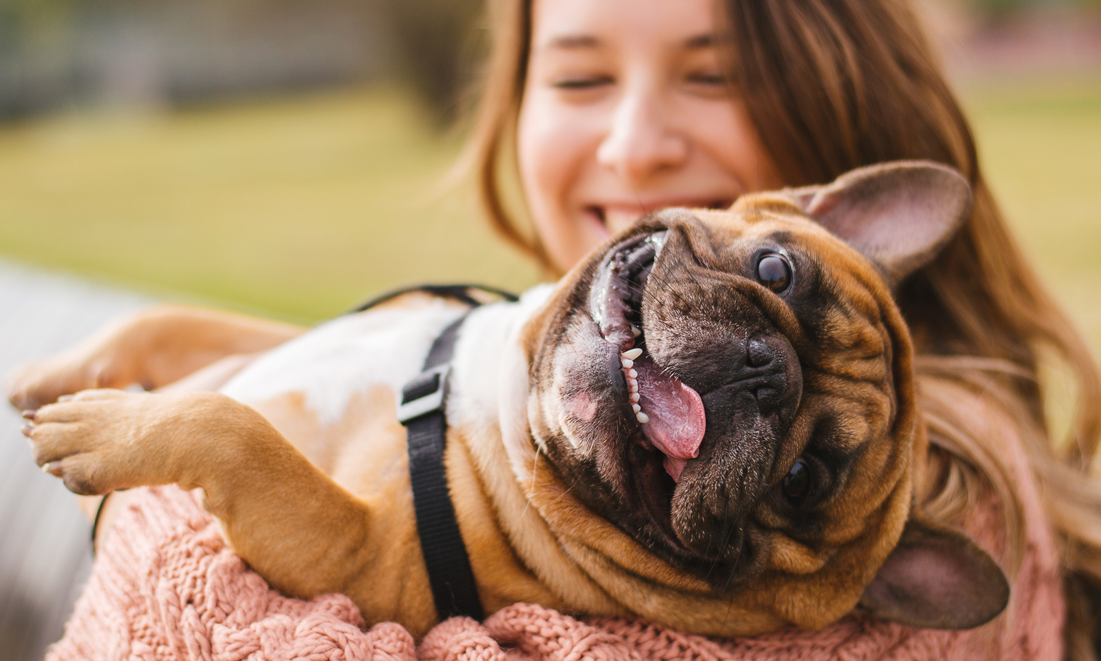 how do your emotions affect dog training?